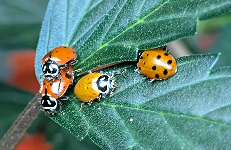 Organische plaagbestrijding voor buitenkweek van cannabis: een veldgids voor kwekers