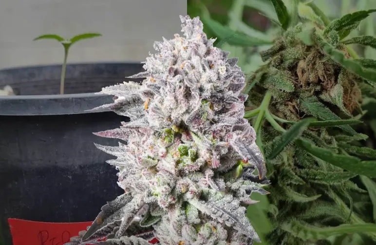 Permanent Marker Kweekdagboek van Week tot Week