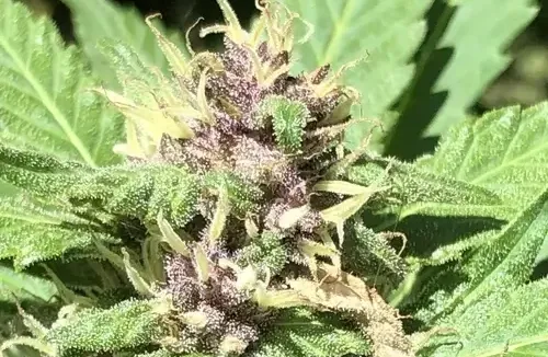 Geavanceerde Autoflower Kweekmethoden voor Gevorderden