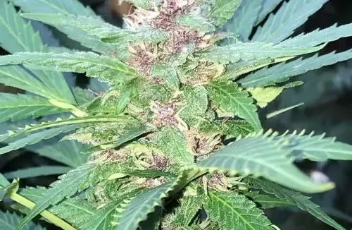 Autoflowers Kweken in Extreem Kleine Ruimtes