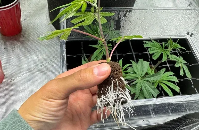 Monster stekken: hoe je bloeiende planten kunt klonen voor explosieve groei