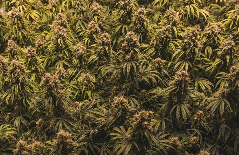 Sea of Green Methode (SOG) Voor Autoflower Strains
