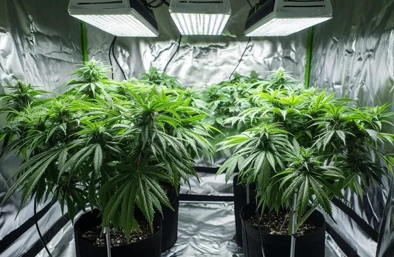 Hoeveel Autoflowers in een Kweektent? De Complete Handleiding