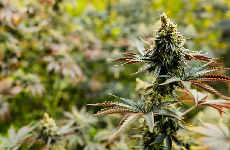 10 Sterkste Autoflower Soorten met tot wel 37% THC 🤯