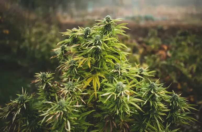 Top 10 sterkste wietsoorten in Nederland