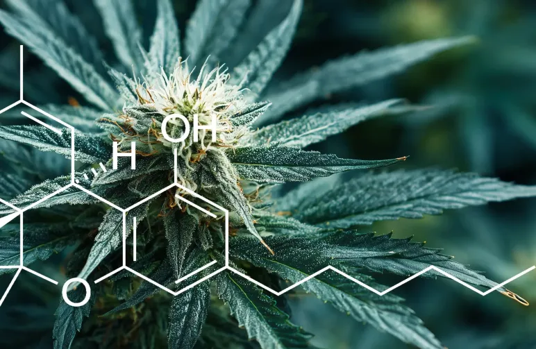 Studie: Kwantificering van THC-niveaus in verschillende variëteiten van Cannabis Sativa