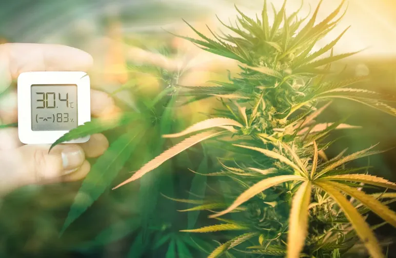 Optimalisatie van temperatuur en luchtvochtigheid voor de groei van gefeminiseerde cannabis