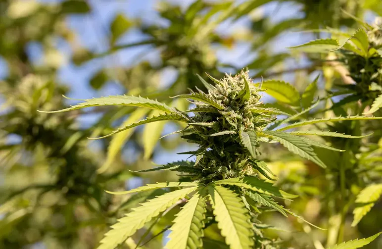 De 10 Beste Autoflower Soorten voor Snelheid, Potentie en Opbrengst