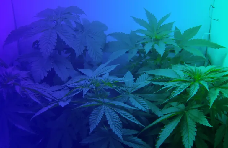 Top 5 makkelijkste gefeminiseerde cannabiszaden voor beginners