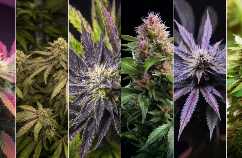 Top 6 meest ontspannende indica soorten voor slaap en stressvermindering