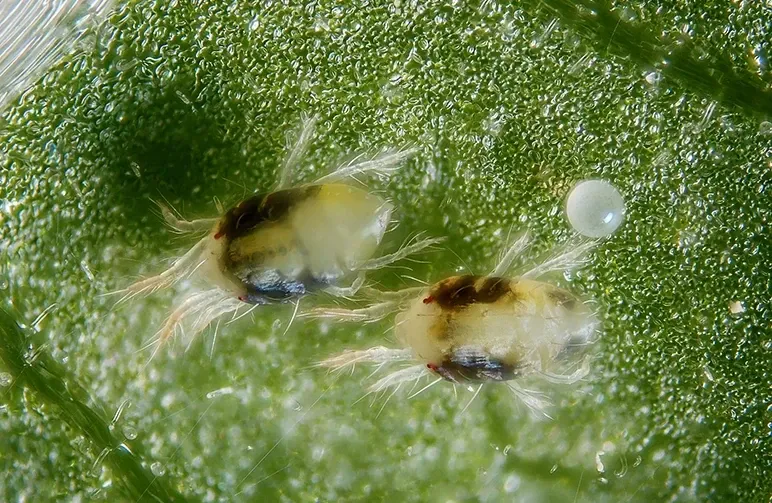 Identificeer en kom van spintmijten op cannabis af (snel, veilig en voorgoed)