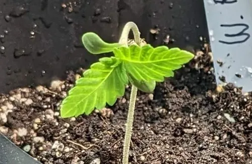 De Beste Grond voor Autoflower Planten