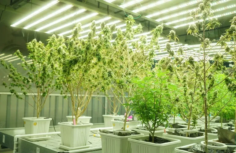 Wat is Lollipopping Cannabis Planten en Hoe Lollipoppen?