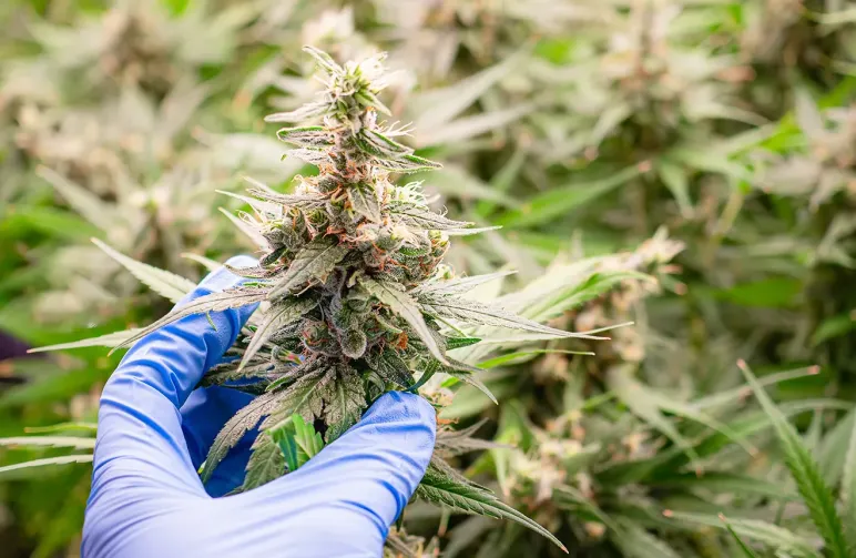 Wanneer Autoflowers oogsten: Een visuele gids in 5 stappen