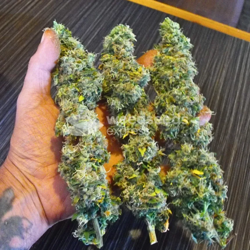 Black Domina Feminized by WeedSeedsExpress grown by spyder