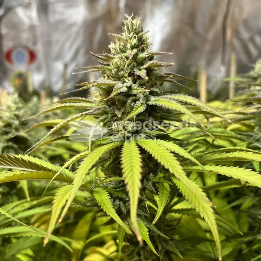 Grape Ape by WeedSeedsExpress grown by GODSGIFT_2005_JM