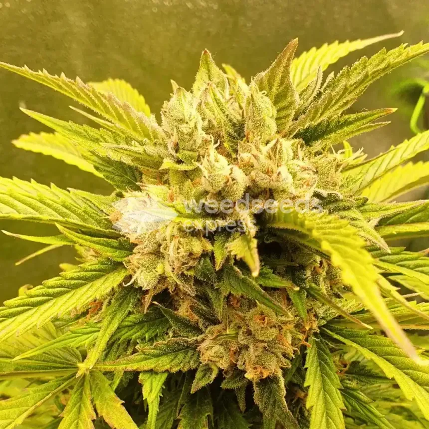Hellfire OG Auto by WeedSeedsExpress grown by Mosquito_Haarlem_Holland