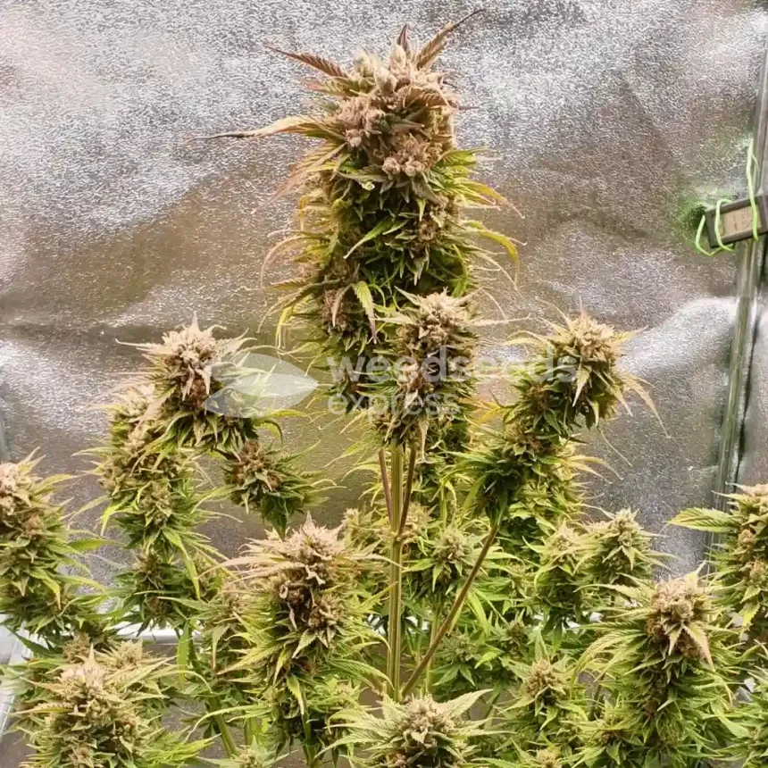 Hellfire OG Auto by WeedSeedsExpress grown by Mosquito_Haarlem_Holland