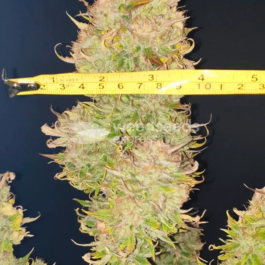 Hellfire OG Auto by WeedSeedsExpress grown by Mosquito_Haarlem_Holland