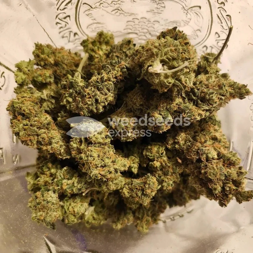 LSD Feminized by WeedSeedsExpress grown by Happy91