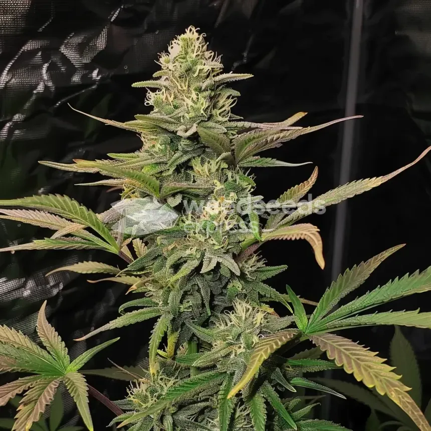Northern Lights X Big Bud Auto by WeedSeedsExpress grown by WSE