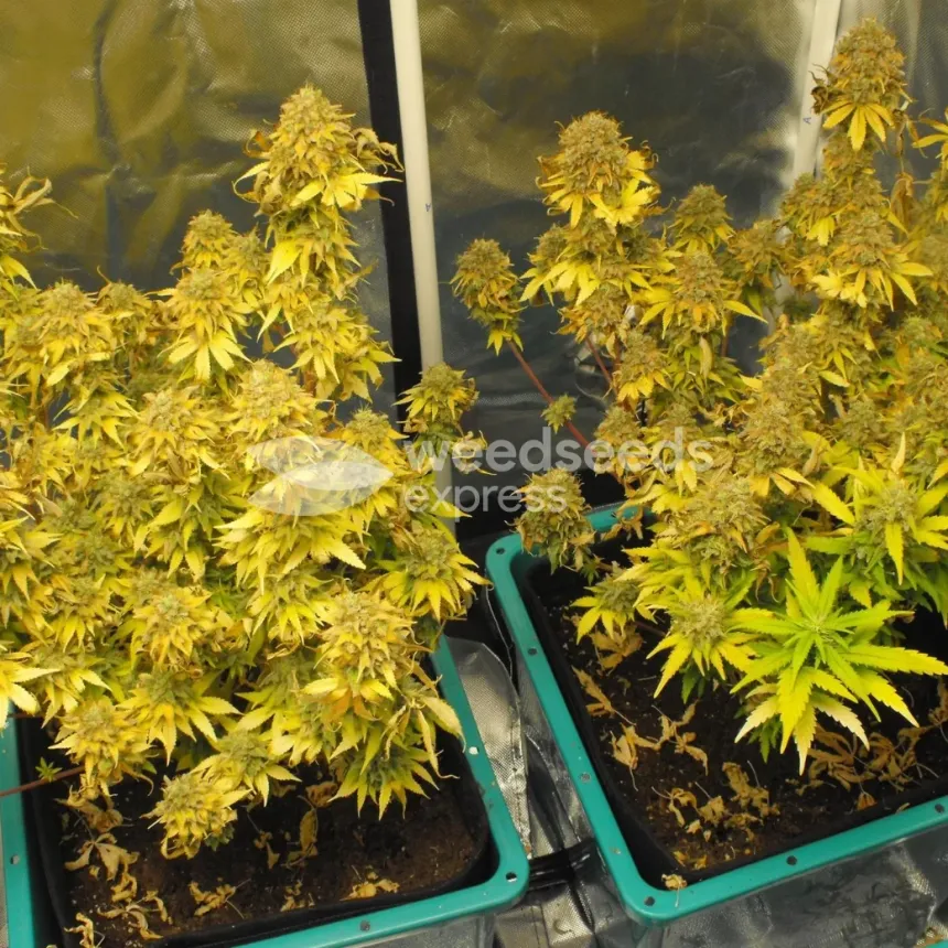 Triangle Kush by WeedSeedsExpress grown by spyder