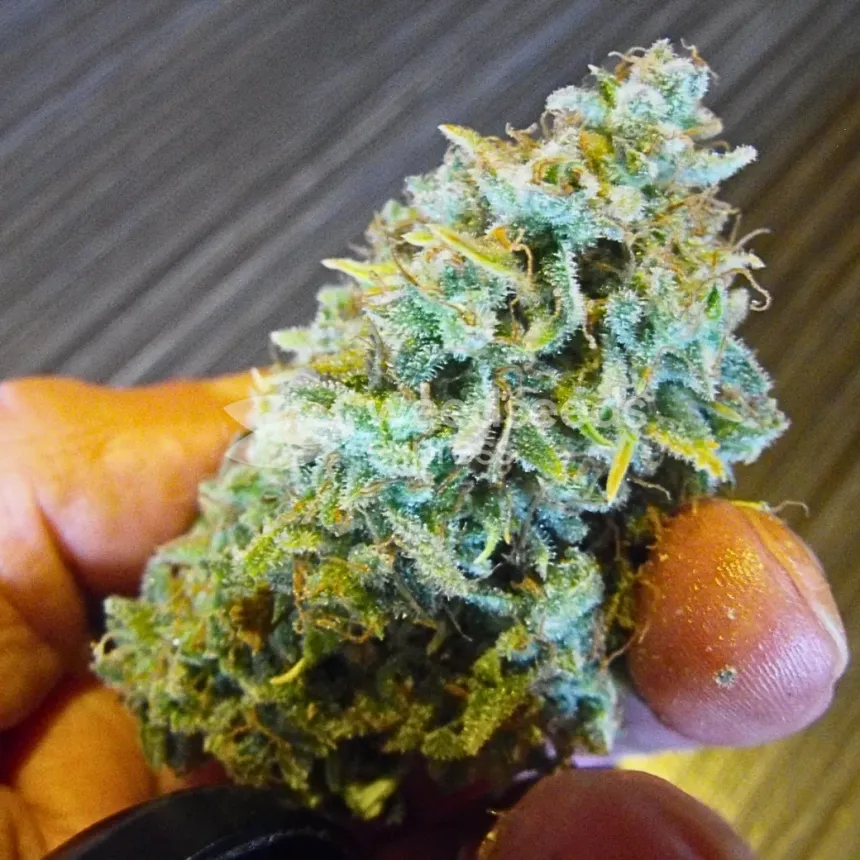 Triangle Kush by WeedSeedsExpress grown by spyder