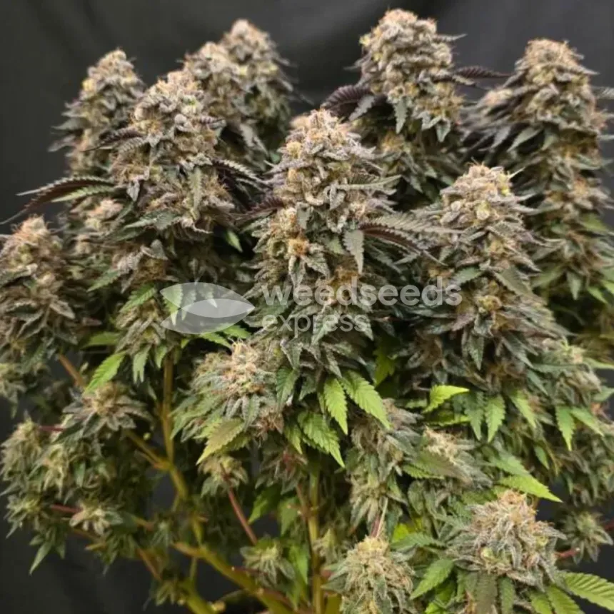 Wedding Cake by WeedSeedsExpress grown by Naujas