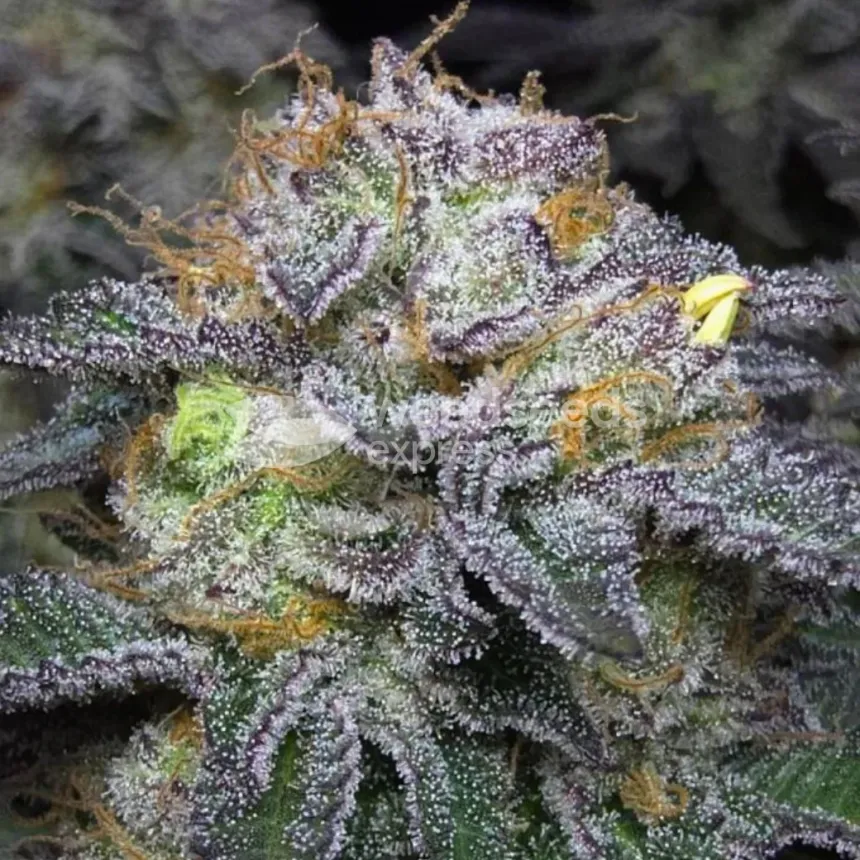 Wedding Cake by WeedSeedsExpress grown by Naujas