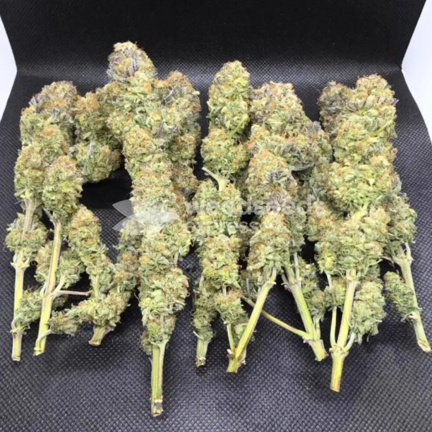 Wedding Cake by WeedSeedsExpress grown by Naujas
