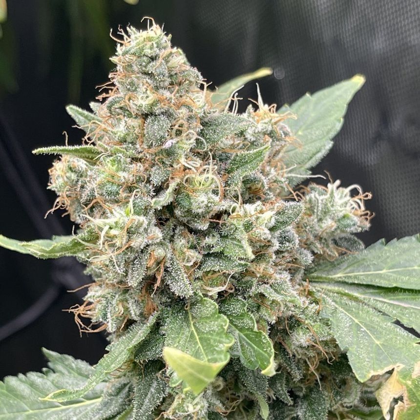 Godfather OG by WeedSeedsExpress Grown by 420giirl