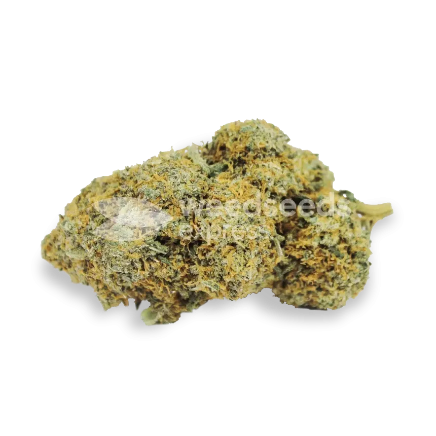Acapulco Gold Bud