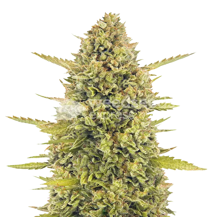 Acapulco Gold Plant