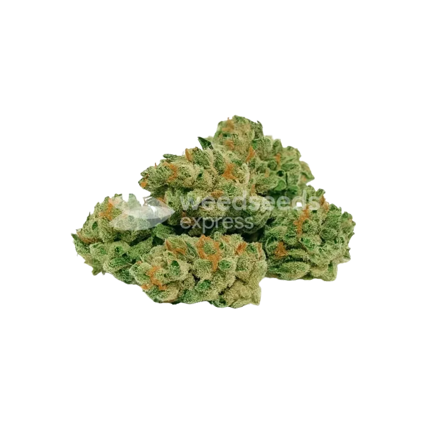 ACDC Auto Bud