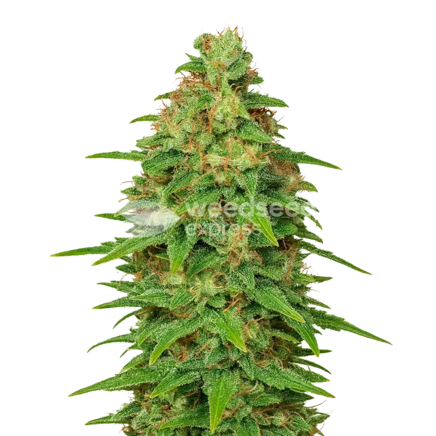 ACDC Auto Plant