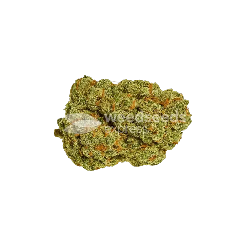 Afghani Auto Bud