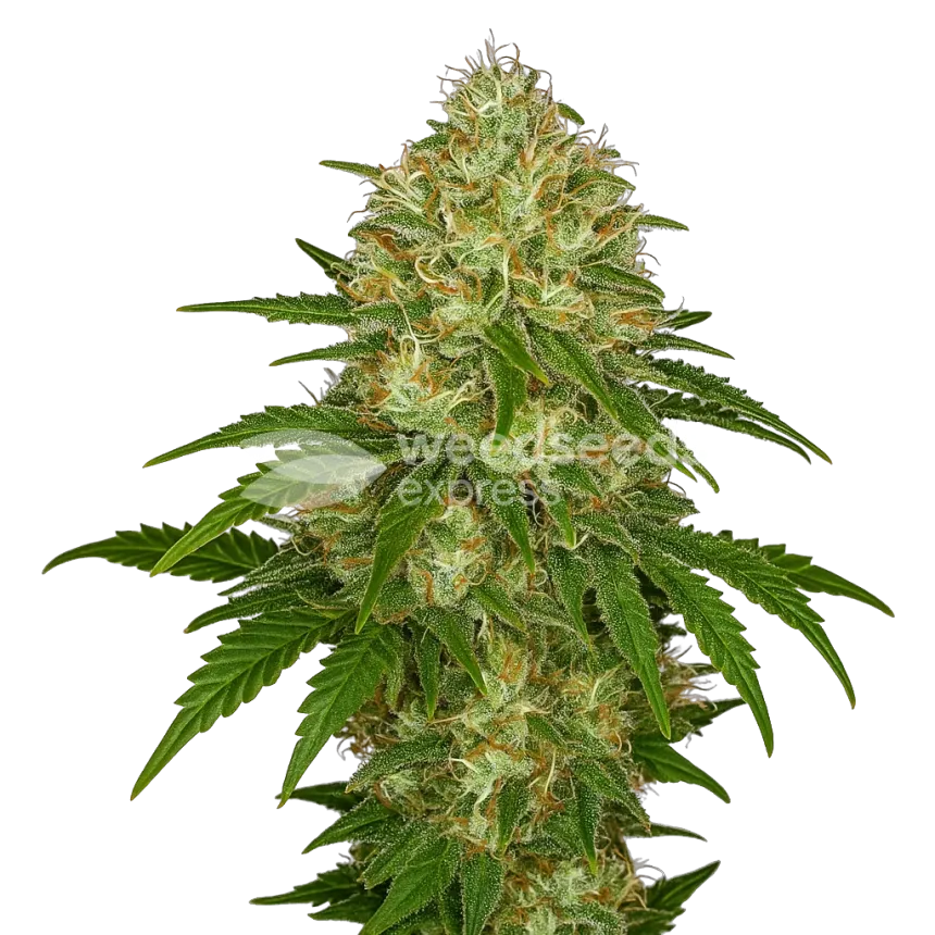 Afghani Auto Plant