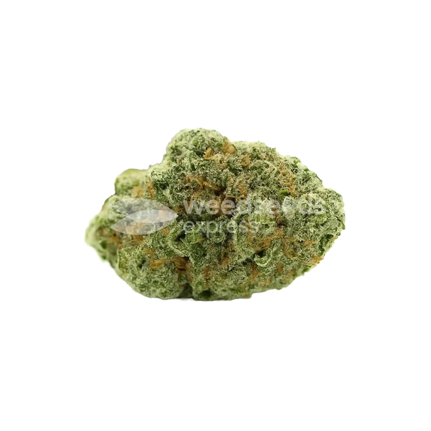 Amnesia Haze x Blueberry Auto Bud