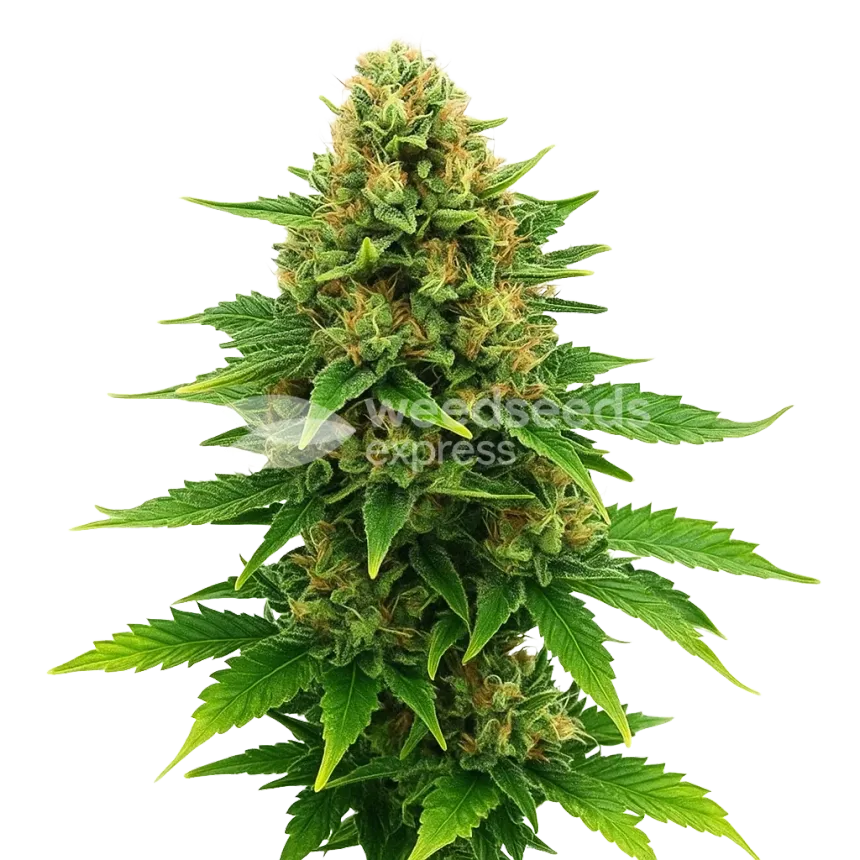 Amnesia Haze x Blueberry Auto Plant