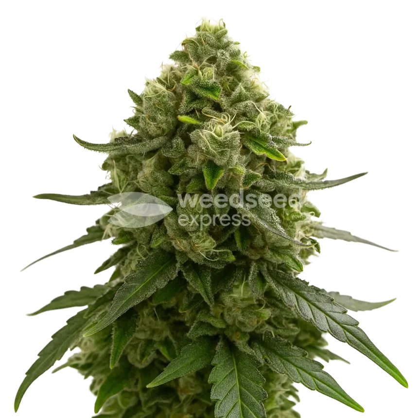 Amnesia Kush Auto Plant