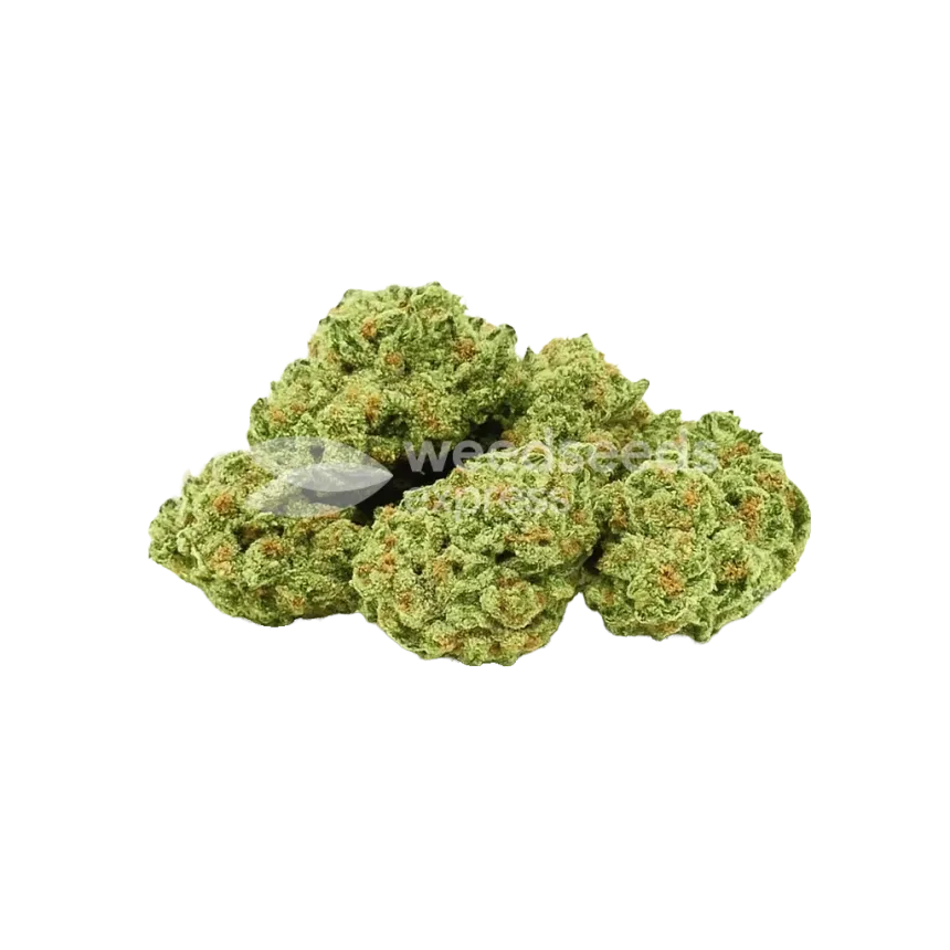Apple Fritter Auto Bud