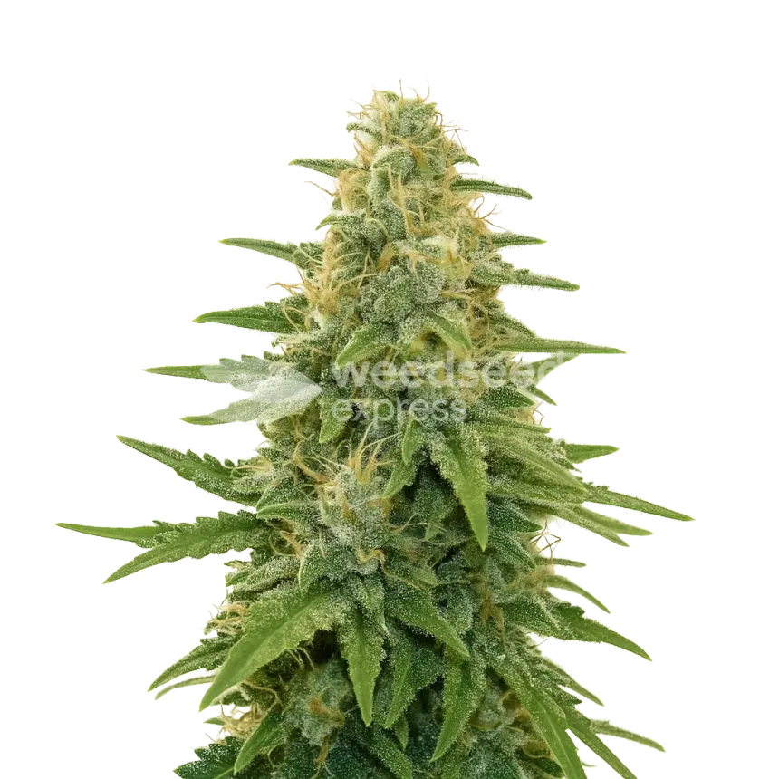 Apple Fritter Auto Plant