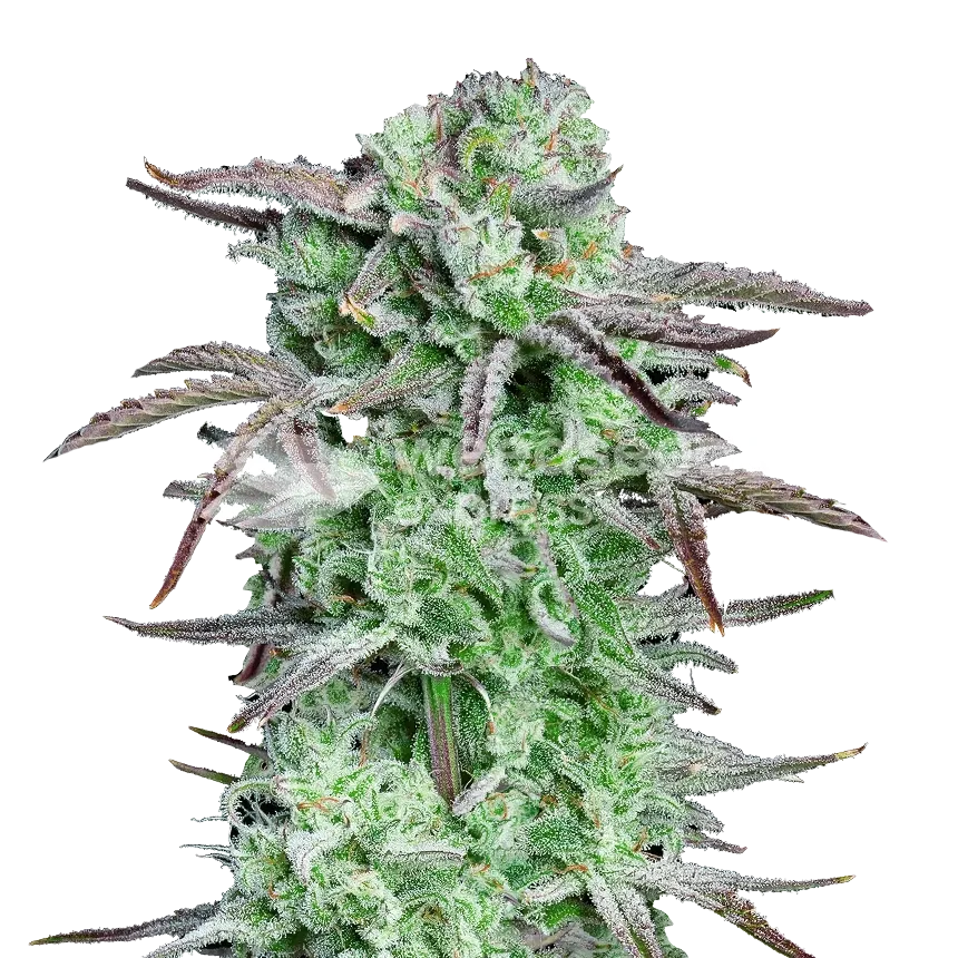 Apples And Bananas Plant
