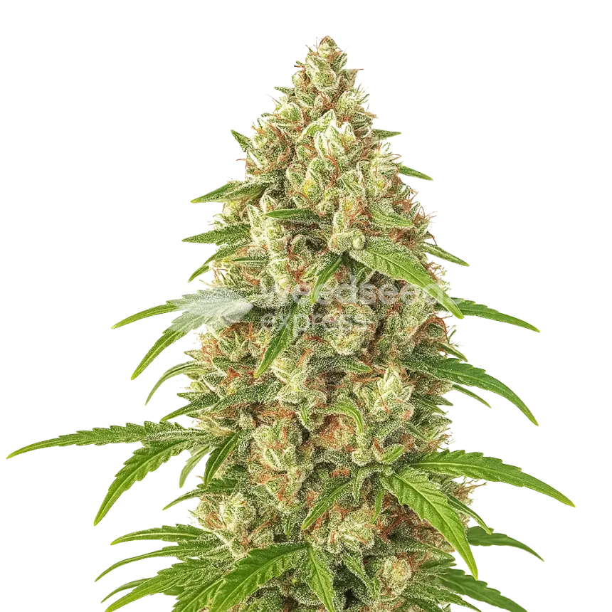 Banana Zkittlez Auto Plant