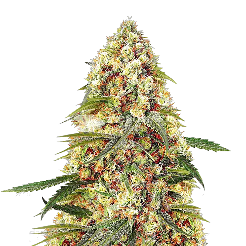 Banana Zkittlez Plant