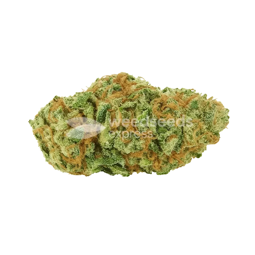 Big Bud Auto Bud