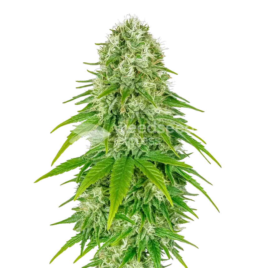 Big Bud Auto Plant