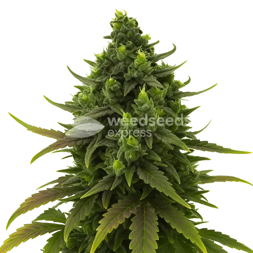 Black Jack Auto Plant