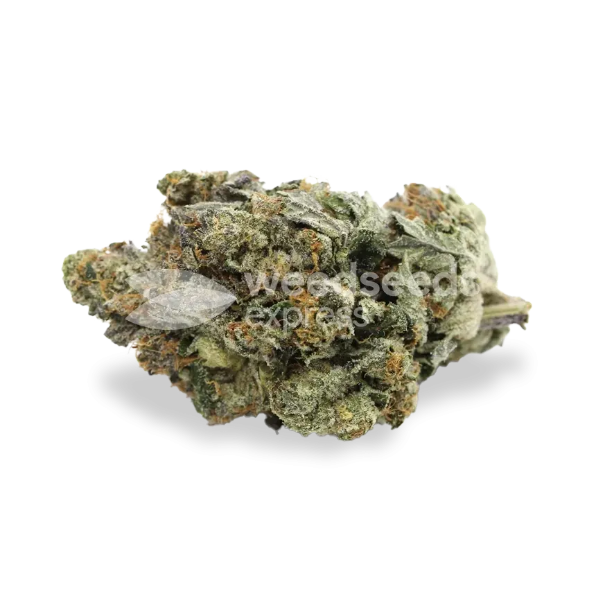 Black Jack bud