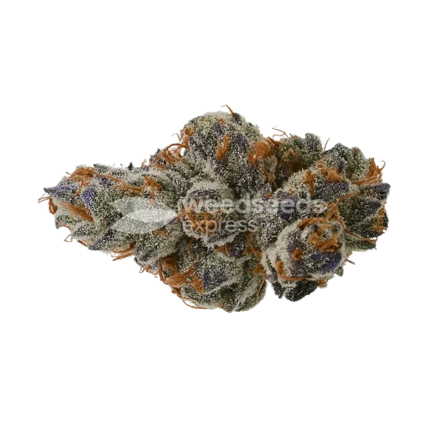 Black Runtz Auto Bud